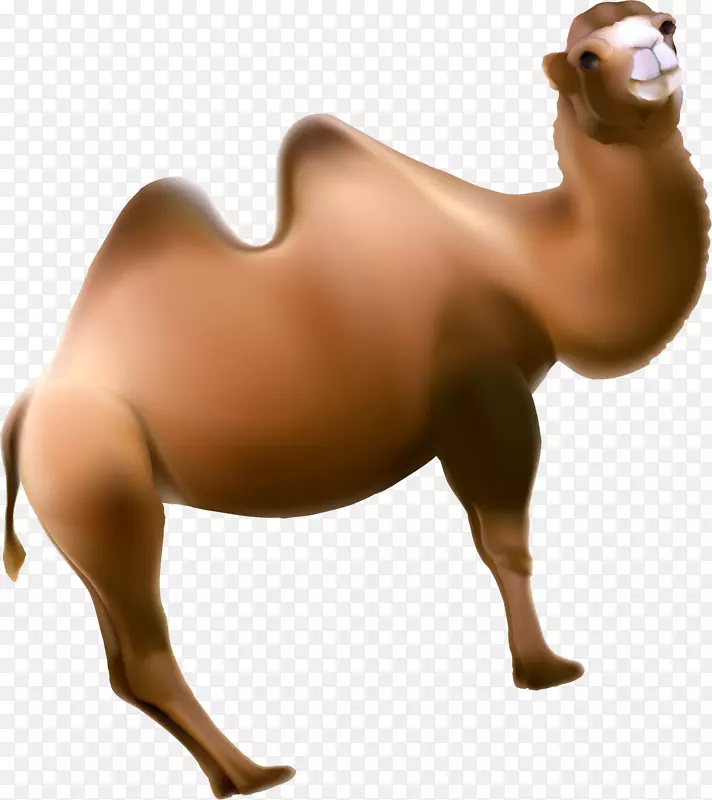 垂马动物手绘棕色骆驼