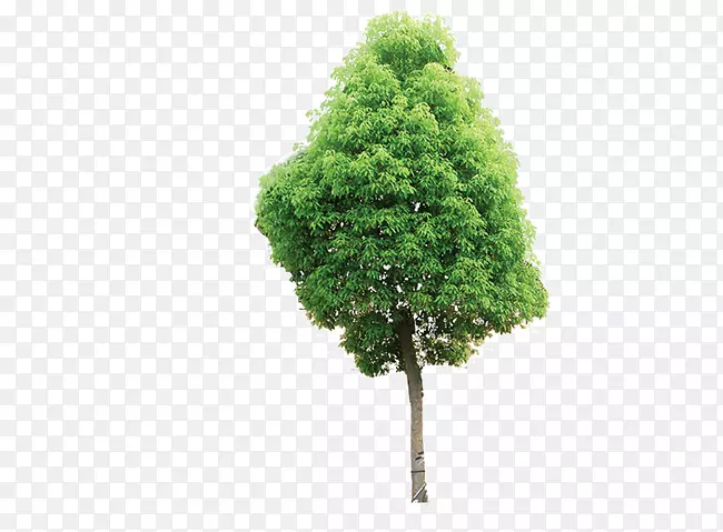 树木建筑工程混凝土塑料信息树
