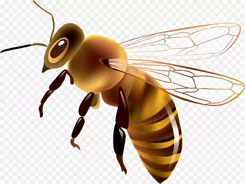 西方蜜蜂画剪贴画-画黄蜂
