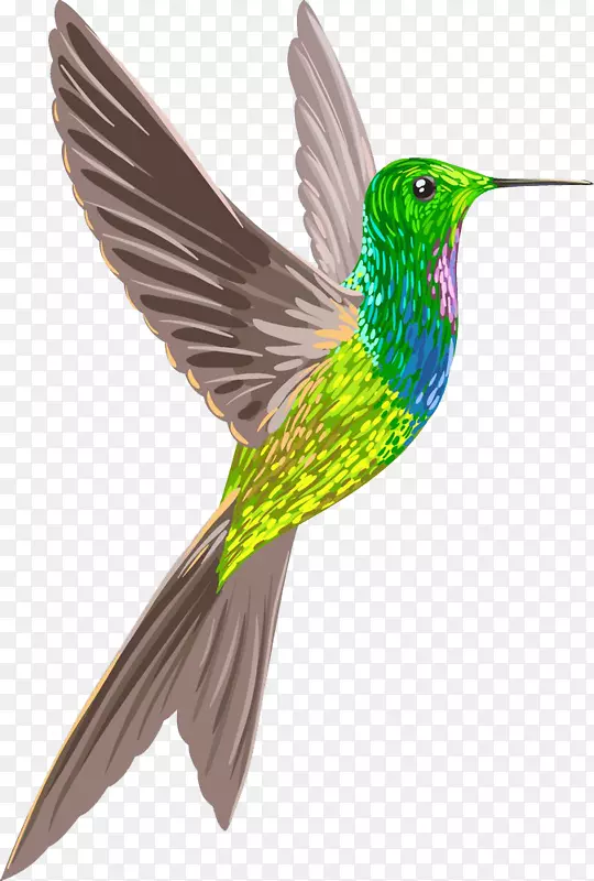 蜂鸟鹅墨西哥紫罗兰家麻雀飞鸟