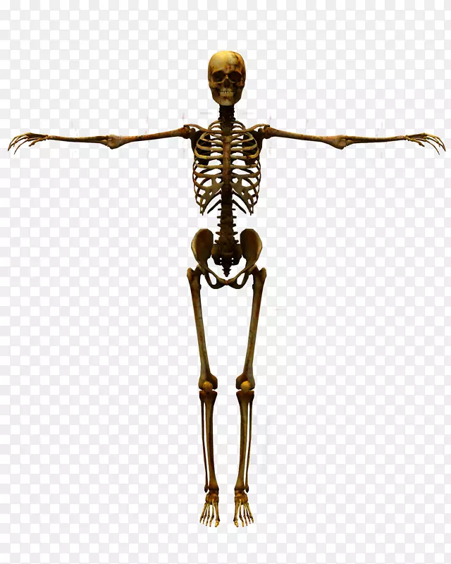 人体骨骼三维计算机图形插图.头骨