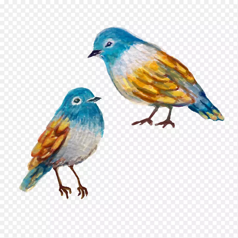 鸟雀水彩画-画鸟