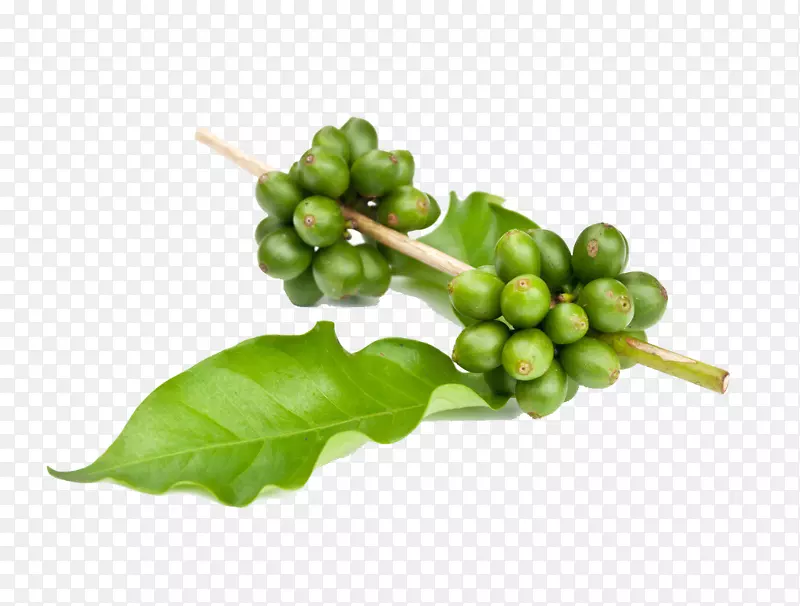 速溶咖啡，绿茶，栀子花，绿咖啡提取物，咖啡豆，儿童
