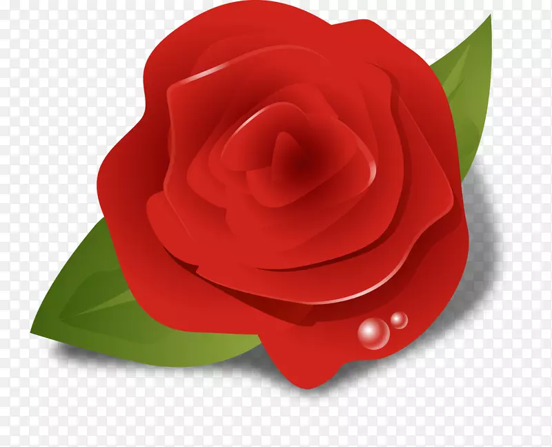 花园玫瑰剪贴画-玫瑰三维