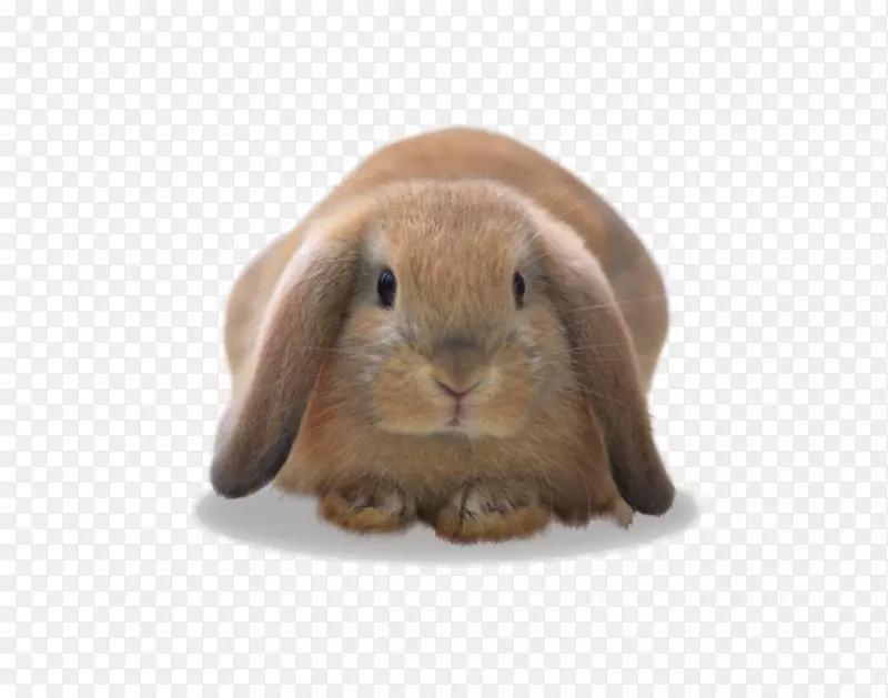 国内兔欧洲兔-可爱的小兔子创意图片