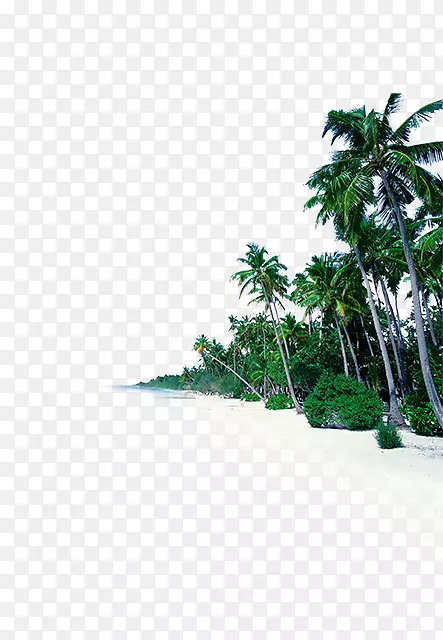 海滨海滩天空-椰子树