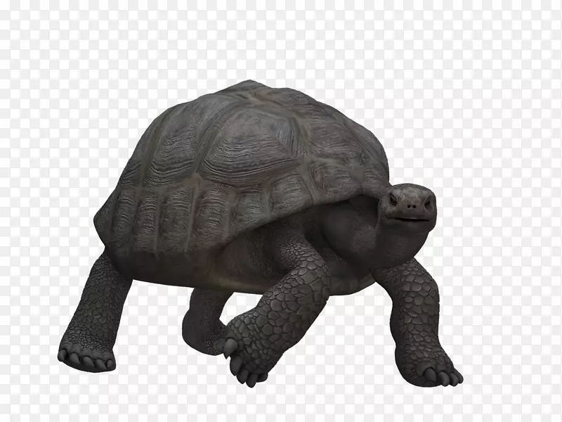 海龟插图-强壮的海龟