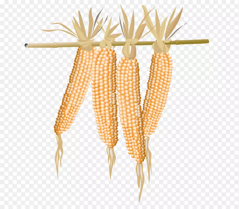 爆米花玉米切玉米和玉米杆