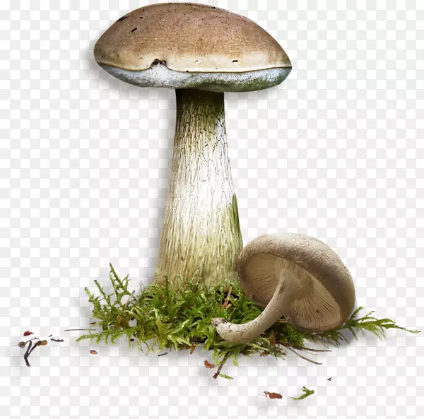 蘑菇月饼木耳剪贴画-创意网蘑菇