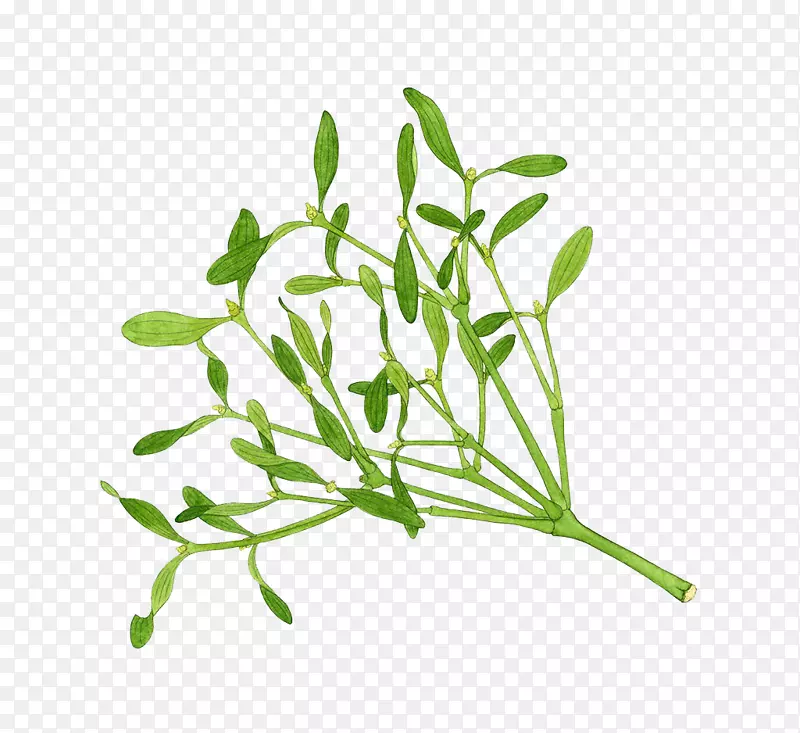 草本植物槲寄生插图-槲寄生草本手绘