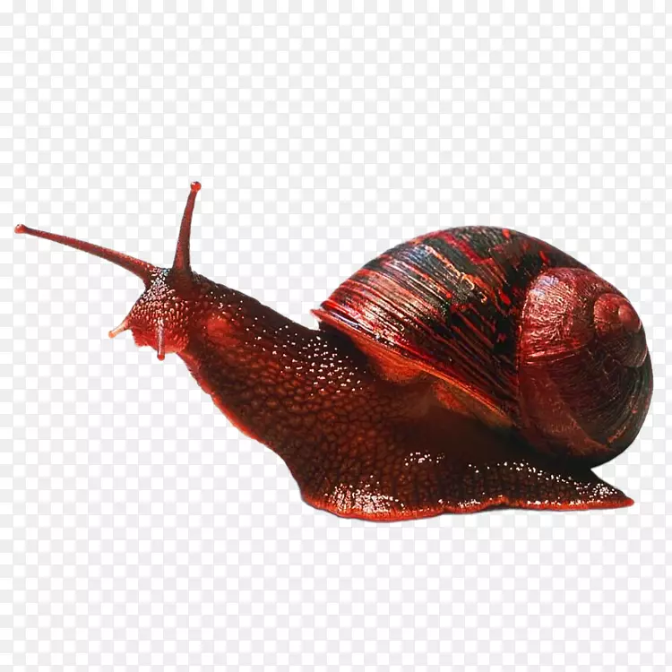 腹足动物Caracol头足类蜗牛无脊椎动物蜗牛