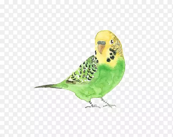鹦鹉鸟水彩画-麻雀