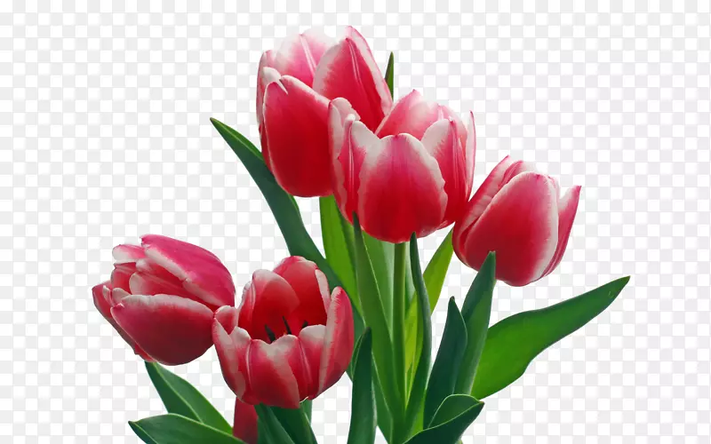英迪拉甘地纪念郁金香花园粉色花夹艺术-花束