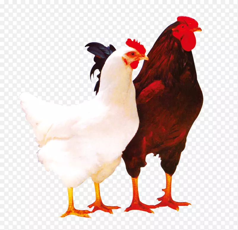 普利茅斯岩鸡，罗曼褐肉鸡，家禽，公鸡