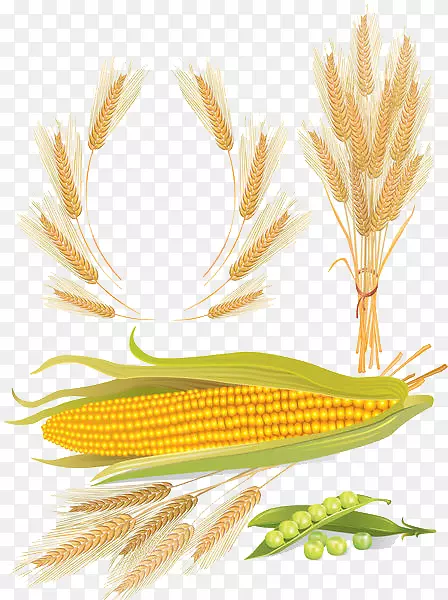 小麦玉米谷类欧式载体小麦玉米