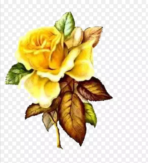 香石竹玫瑰，纸黄花夹艺术-玫瑰