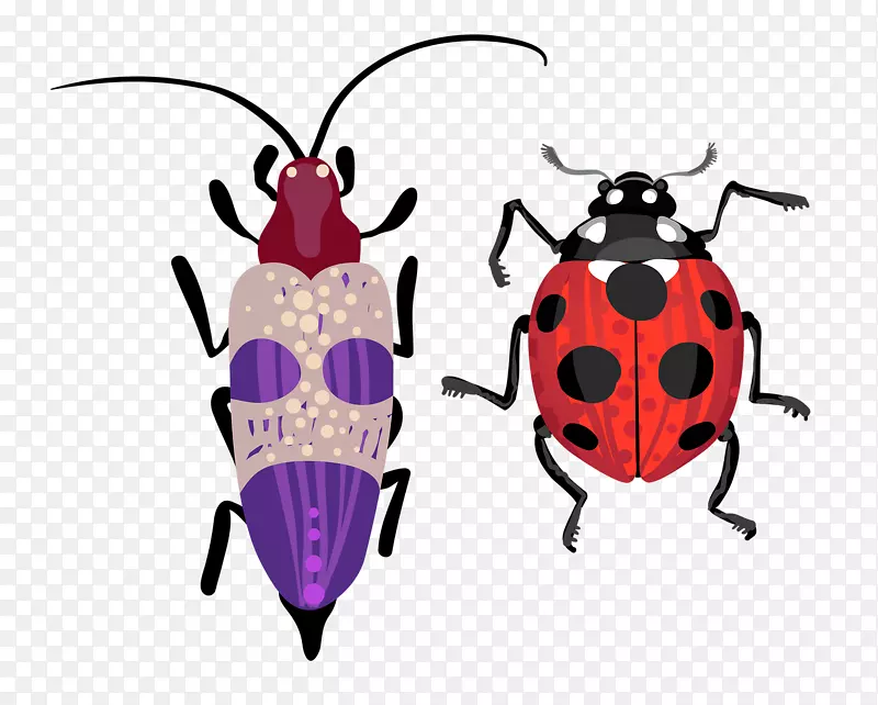 甲虫绘图插图.瓢虫