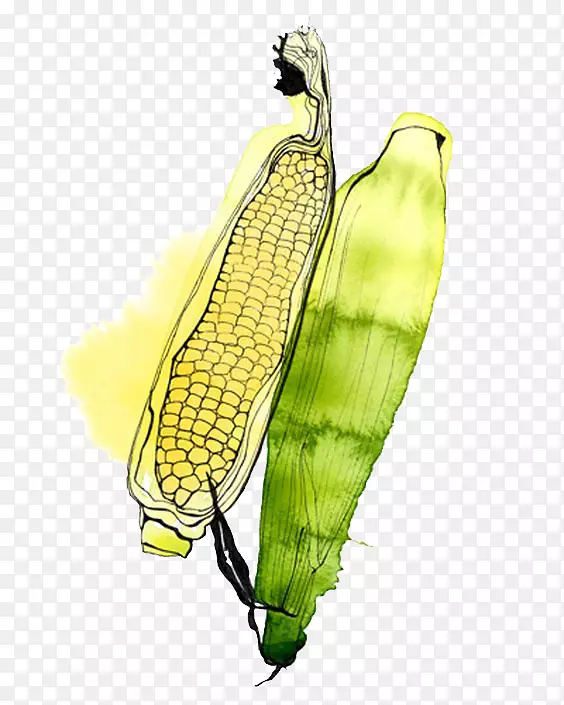 水彩画插画水果插图-玉米