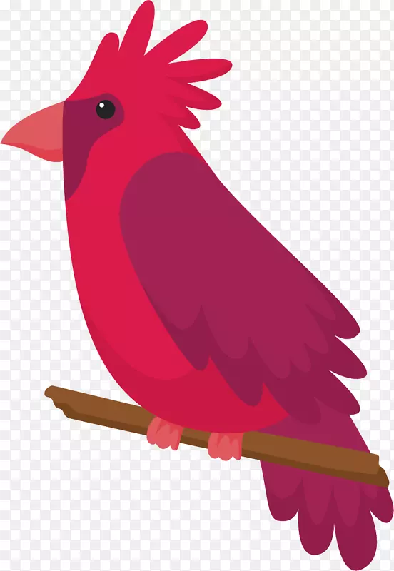 鹦鹉鸟图-大鹦鹉的红色冠