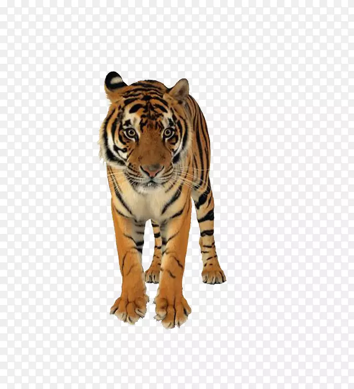 狮子孟加拉虎，猫科婚礼邀请猫-凶猛的老虎