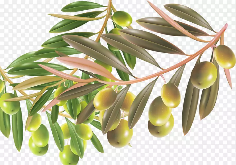 康泰莎·恩特利纳制作橄榄-用绿叶橄榄制成的材料