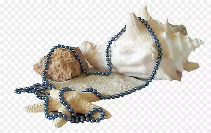 海螺壳-海洋海星