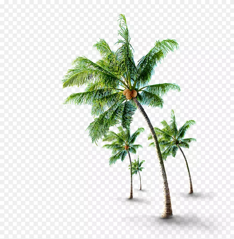 椰子树如果(我们)-椰子树材料