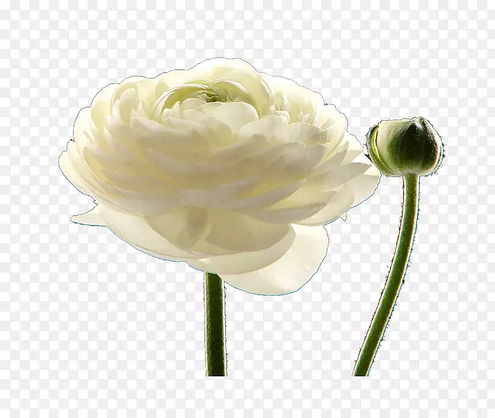 花瓣切花白色植物茎白玫瑰创意