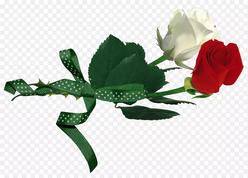蔷薇，玫瑰xd 7，白玫瑰，红玫瑰和白玫瑰。