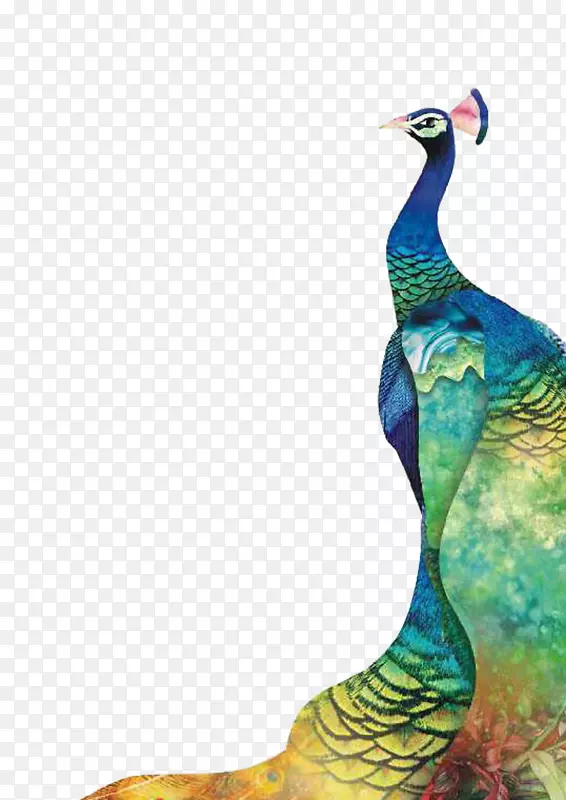 亚洲茶孔雀羽毛