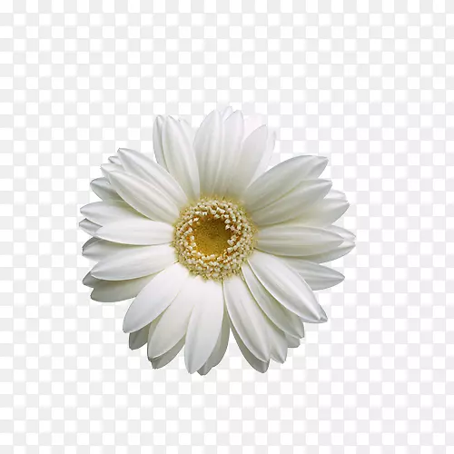 花墙纸-白色向日葵