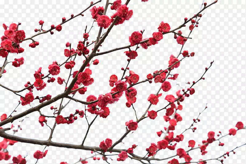 红墙白雪梅花高清图片下载-正版图片601203407-摄图网