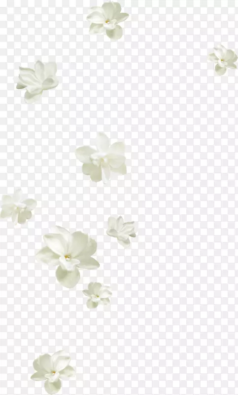 花瓣白色-美丽的白色花朵飘浮