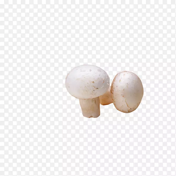 普通蘑菇-白菇