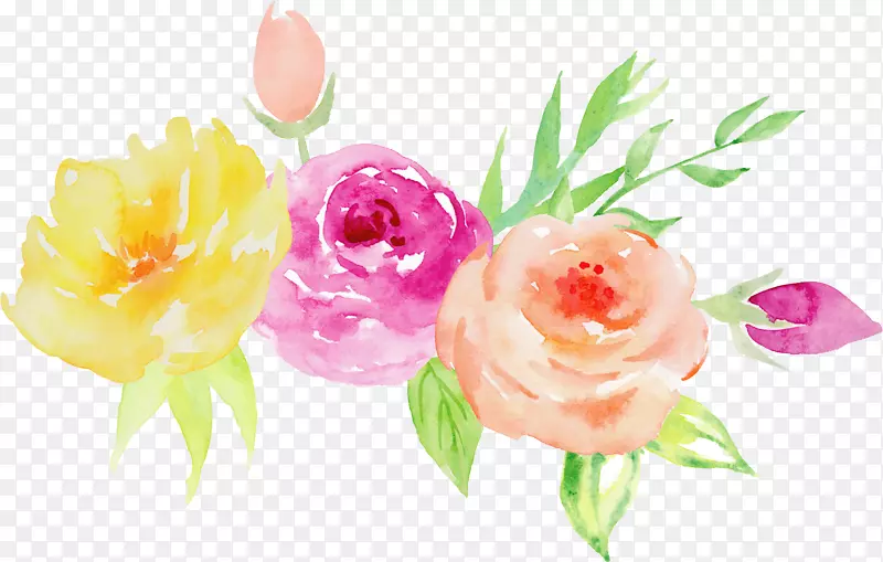 花园玫瑰水彩画花卉设计插画.手绘水彩画玫瑰装饰元素