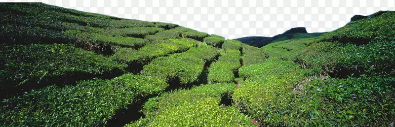 绿茶园-绿茶田