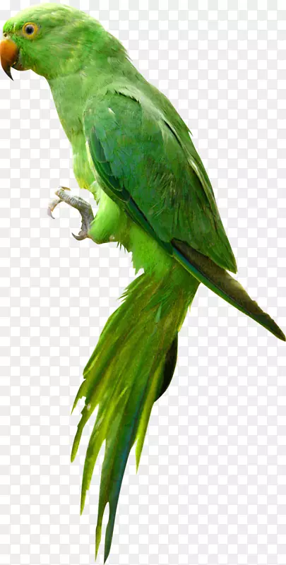 鹦鹉鸟夹艺术-可爱的绿色鹦鹉