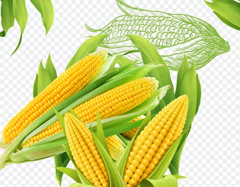 玉米芯上的玉米爆米花-玉米材料