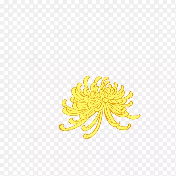 花瓣黄色图案-菊花