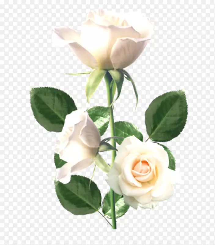花卉图标-花卉创意背景材料，美丽的白玫瑰