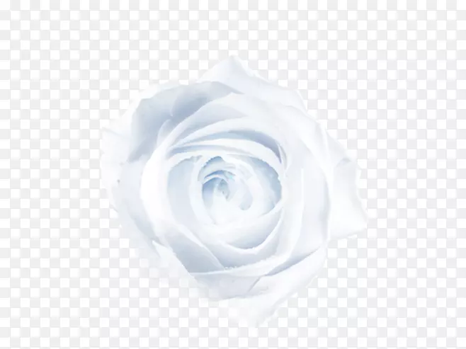 蓝色近距离花瓣图案-白色玫瑰