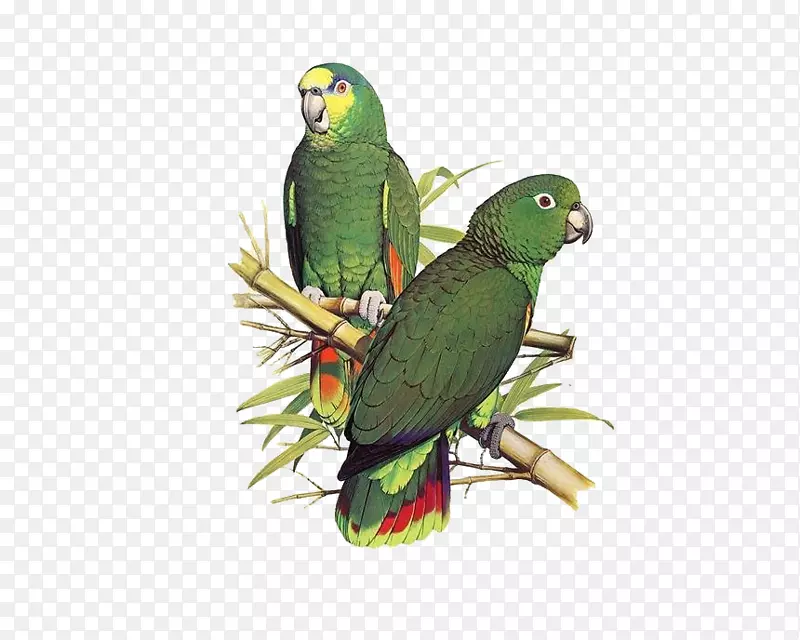 鹦鹉鸟鳞状图片亚马逊插图-手绘鹦鹉拉材料免费。
