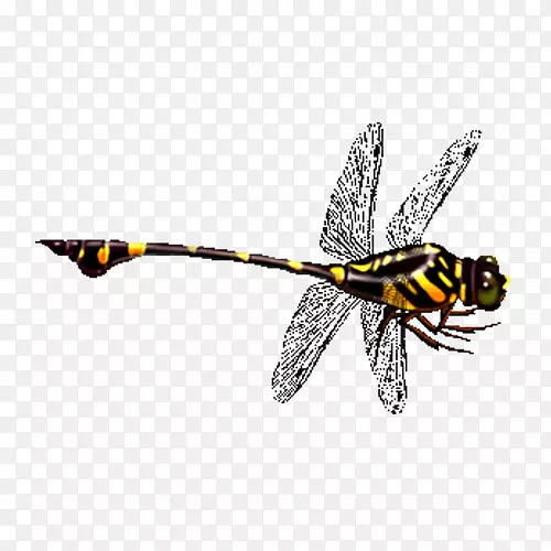 蜻蜓图标-彩色蜻蜓