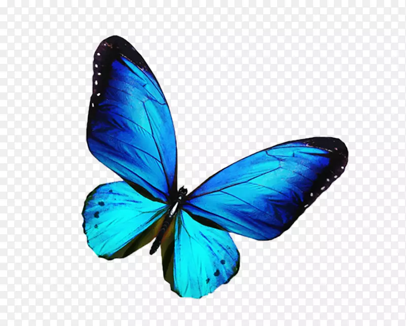 蝴蝶摄影蓝色插图-蝴蝶，蓝色蝴蝶