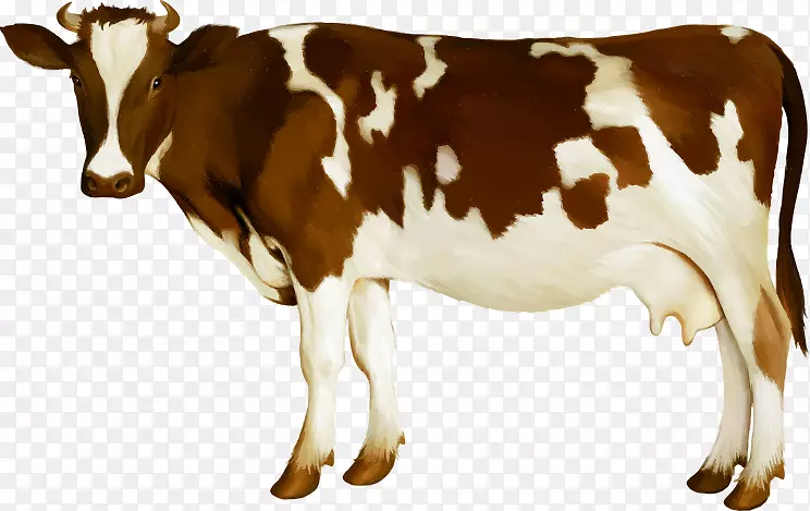 荷斯坦，弗利西亚牛，模拟牛，小牛，乳牛