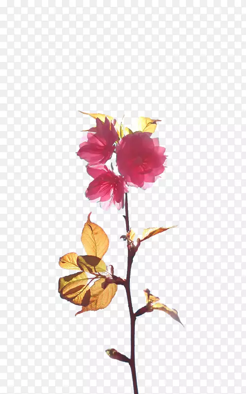 樱花枝花设计-粉红色樱花枝