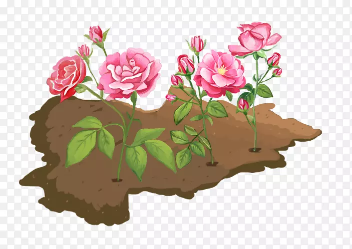 花园玫瑰花型红色粉红色牡丹花