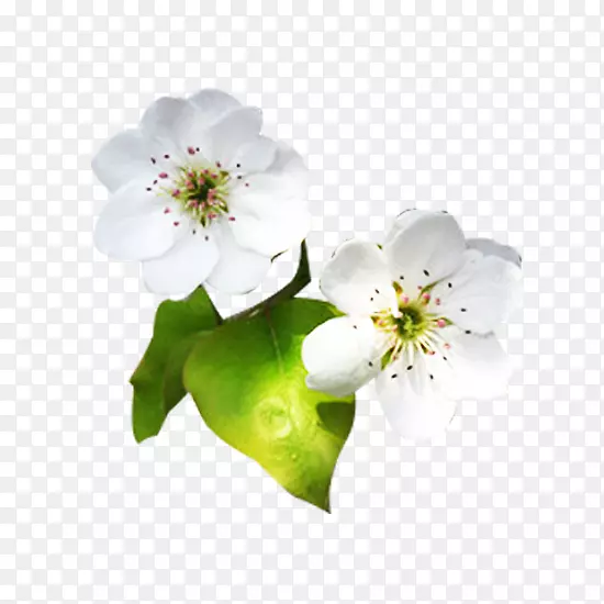 花瓣设计师-白色梨花花瓣图片材料