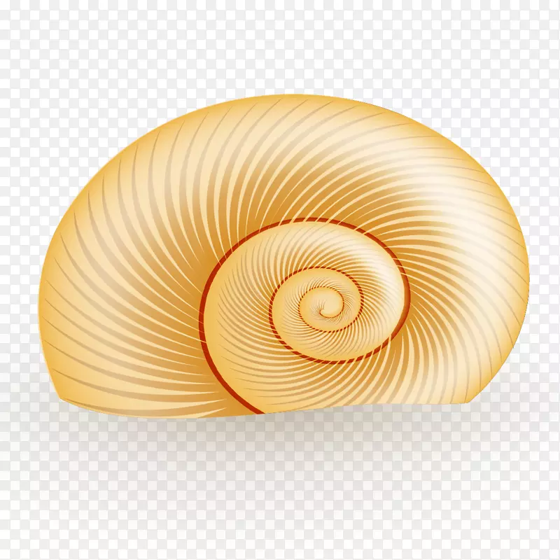 贝壳螺旋海螺圆-海螺