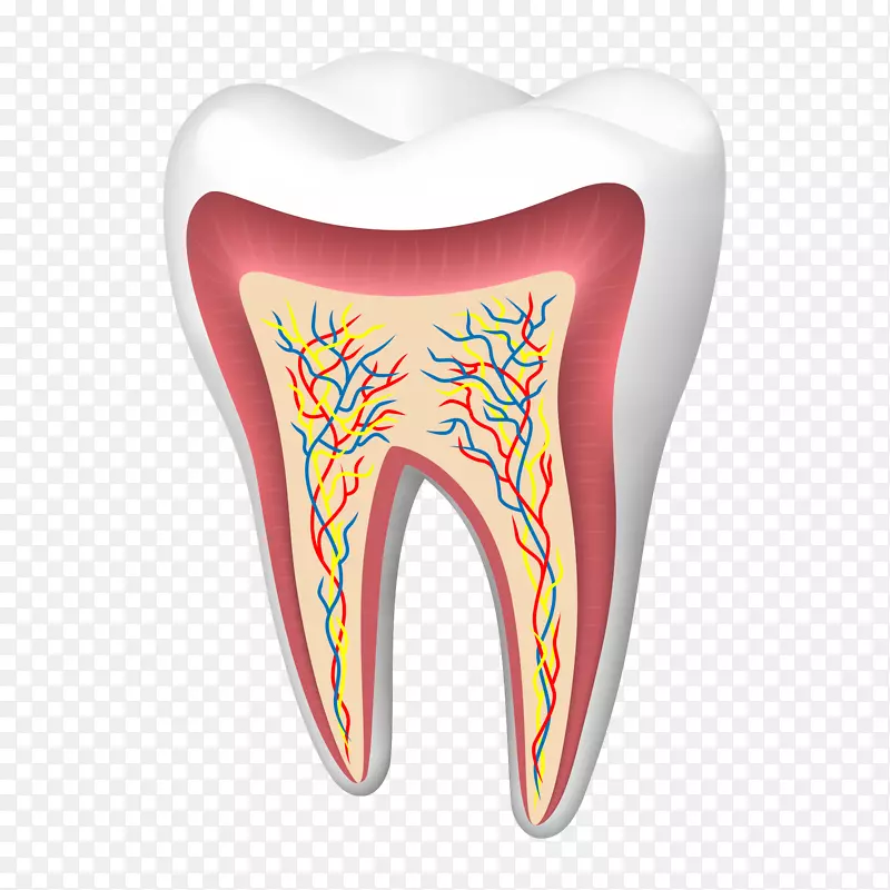 人类牙齿裂牙综合征-健康牙齿剖面图